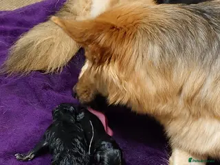 Shepsky dogs German Shepherd pups - Advert 1