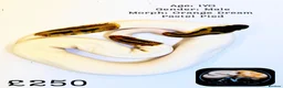 Python Snake reptiles for sale: Ball Pythons for Sale - Advert 1