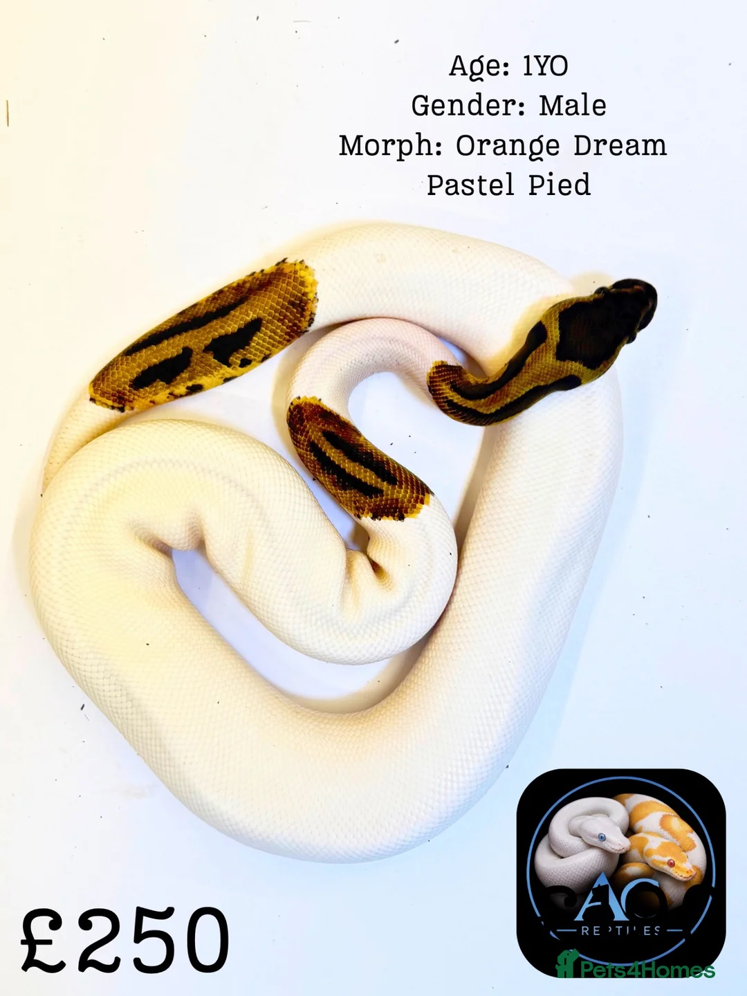 Python Snake reptiles for sale: Ball Pythons for Sale - Advert 1