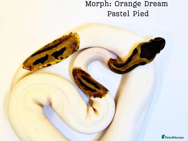 Python Snake reptiles for sale: Ball Pythons for Sale - Advert 1