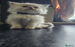 Ragdoll cats for sale: Ragdoll Kittens For Sale - Image 3
