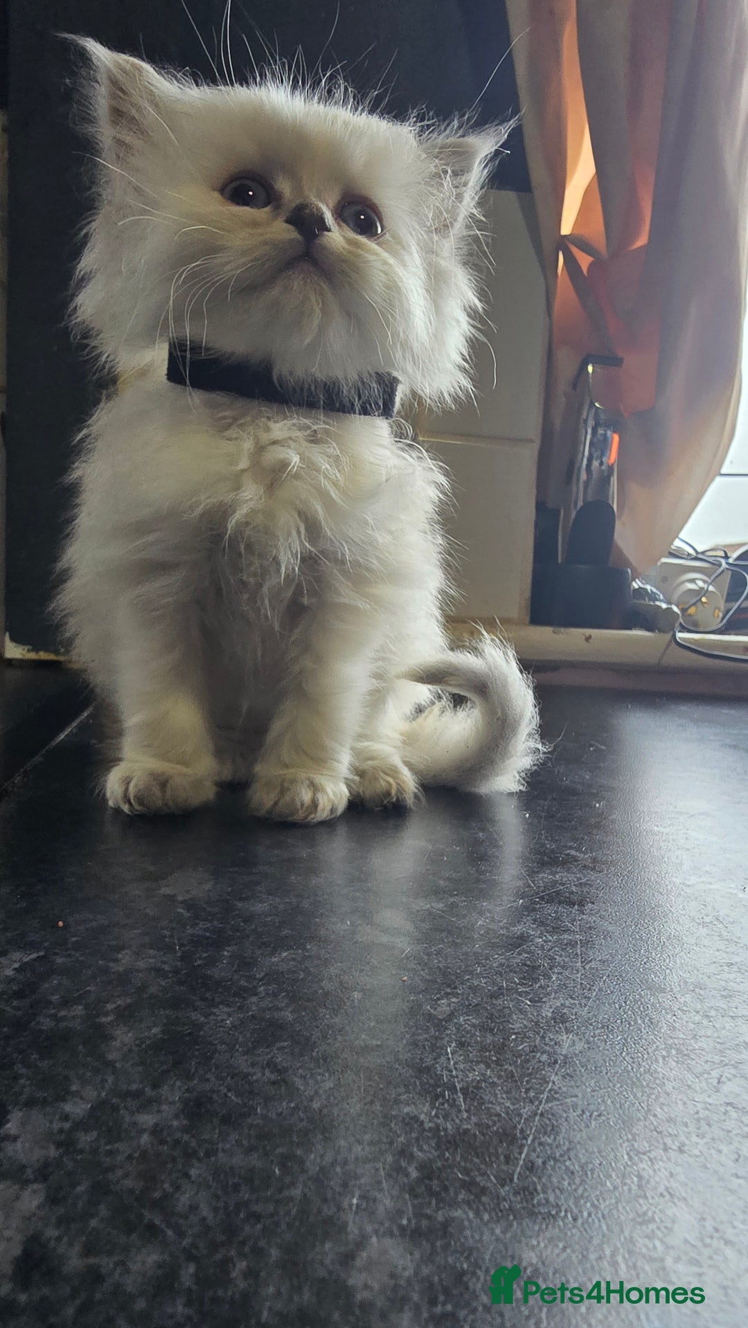 Ragdoll cats for sale: Ragdoll Kittens For Sale - Image 3
