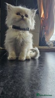 Ragdoll cats - Advert 9