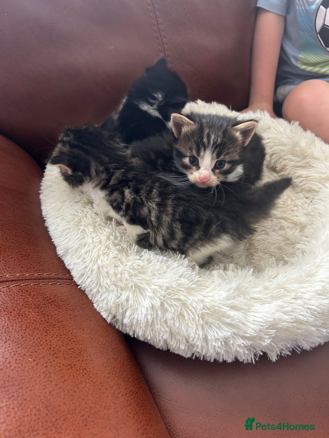 Maine Coon cats for sale: Unique Maine Coon Cross Kittens - Image 7