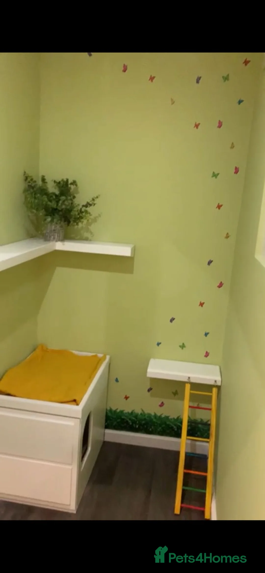 Maine Coon cats for stud: STUD ONLY (Tica champion 2021) in Brighouse - Advert 9