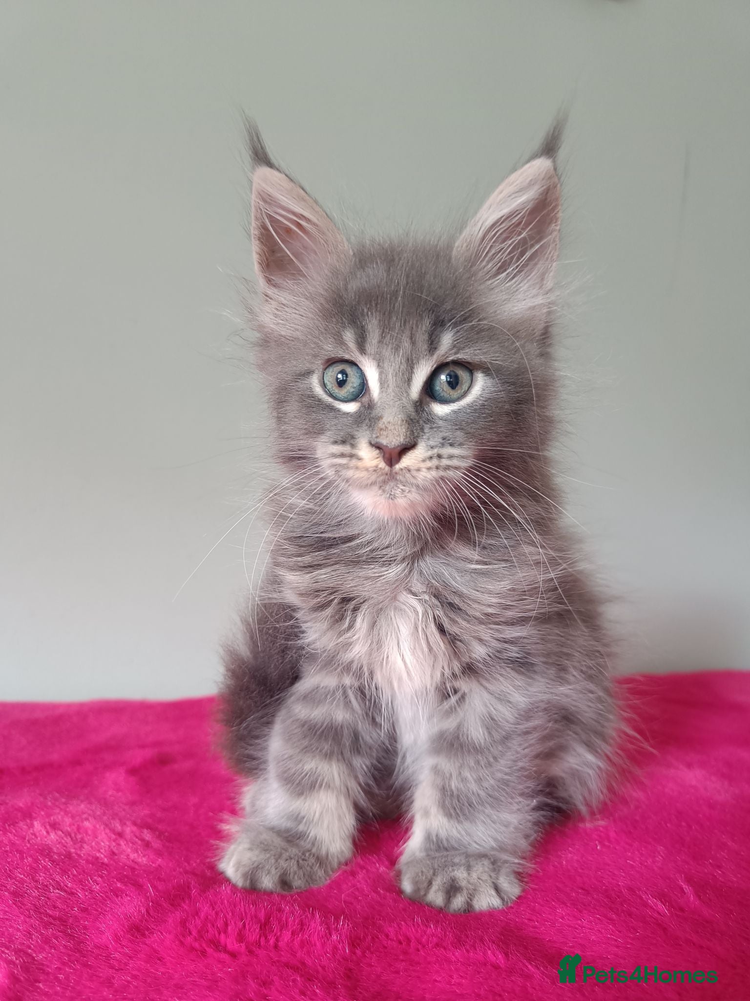 Maine Coon cats Tica registered Maine coon kittens - Advert 2
