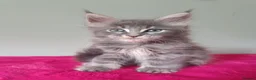Maine Coon cats for sale: Tica registered Maine coon kittens - Advert 4