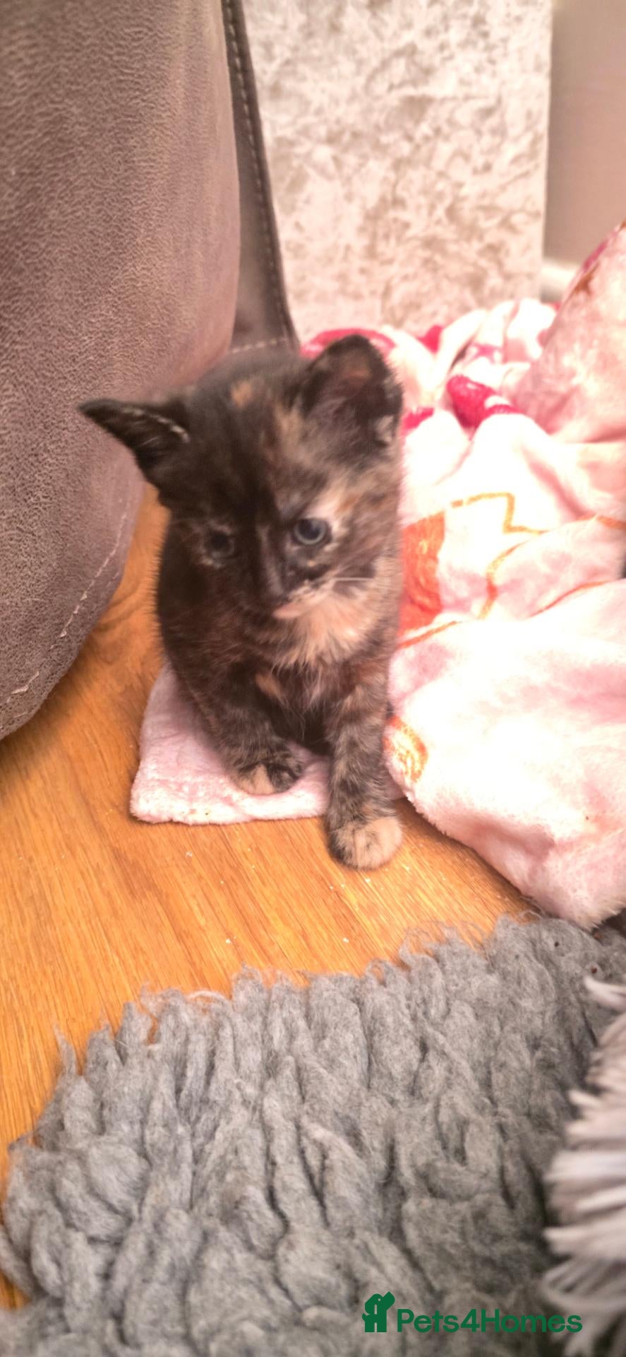Mixed Breed cats Maincoon x British short hair  - Advert 3
