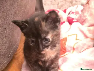 Mixed Breed cats Maincoon x British short hair - Advert 3