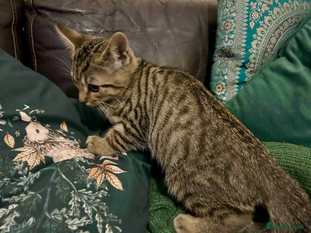 Bengal cats for sale: Bengal x Tabby Kittens  - Image 13