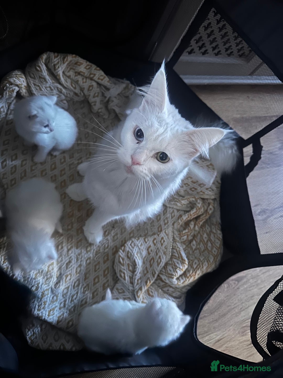 Mixed Breed cats for sale: Maine Coon Kittens - Advert 3