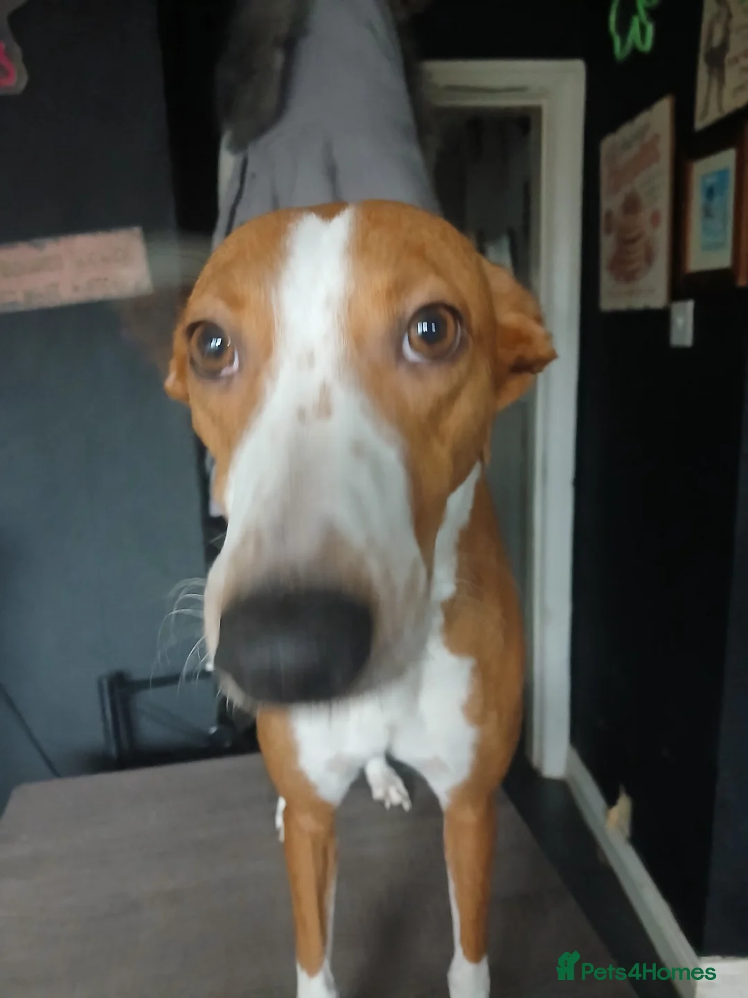 Mixed Breed dogs for sale: Three beautiful deerhound x greyhound  - Advert 12