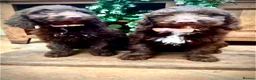 Sproodle dogs for sale: Merle and Chocolate F1  Sproodles  - Advert 3