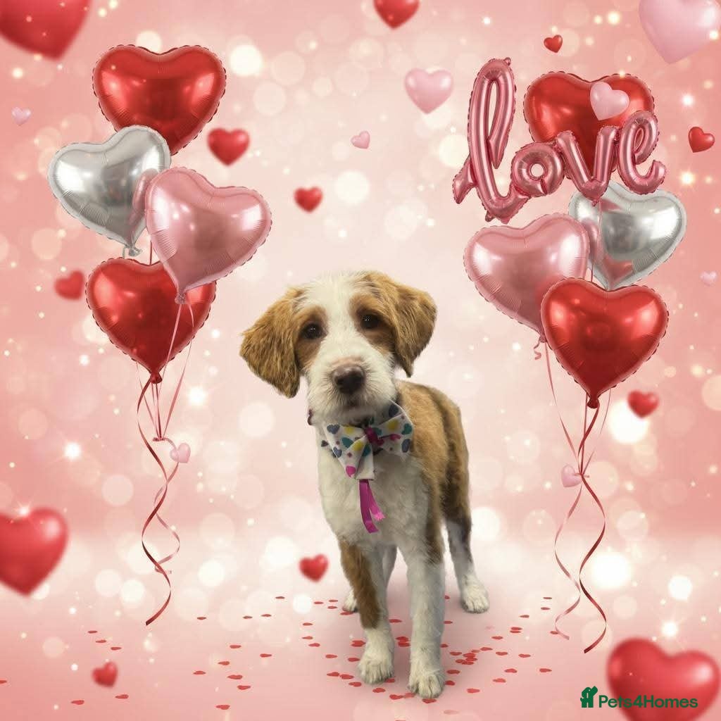 Mixed Breed dogs COCKERPOO MIX PUPPY Female  - Advert 17