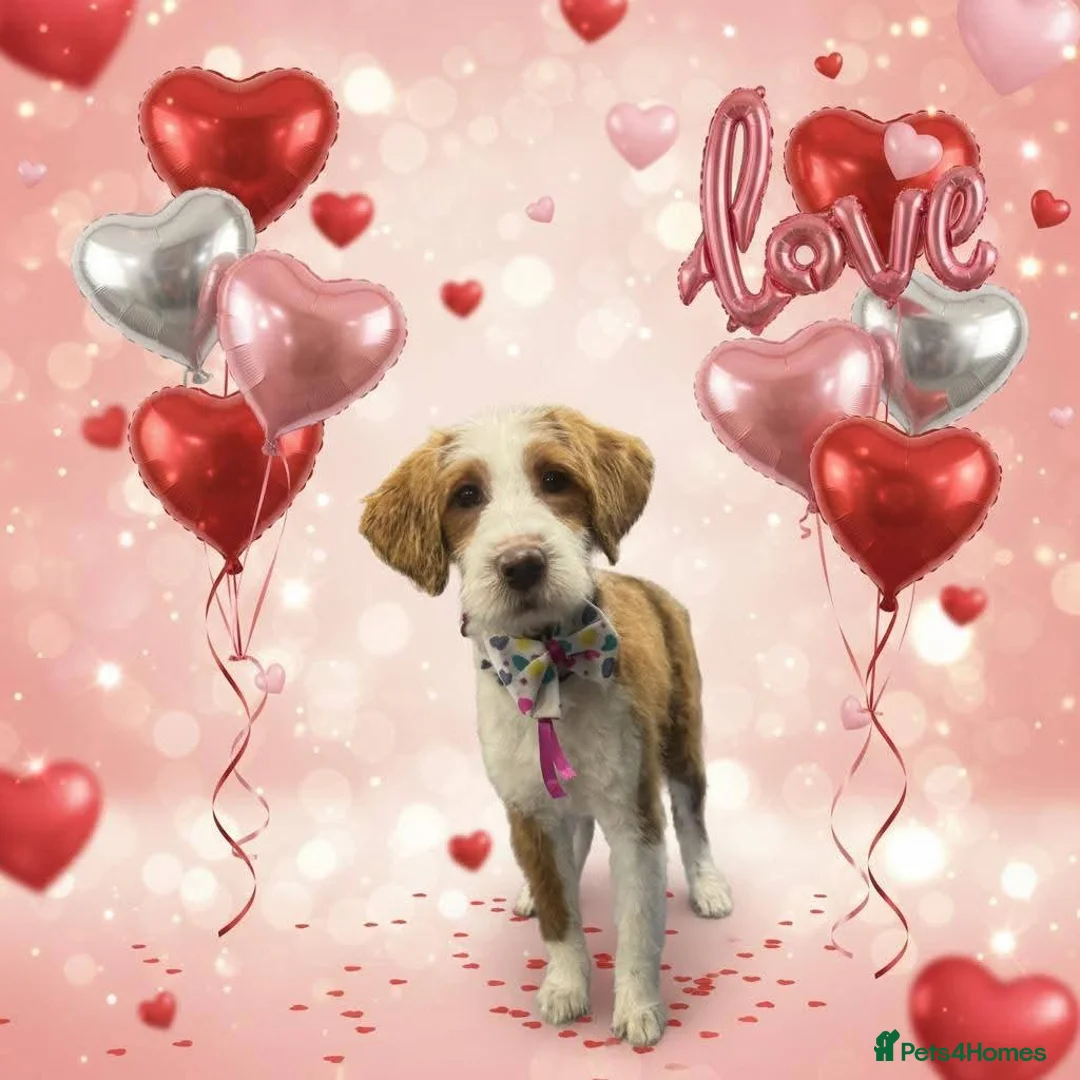 Mixed Breed dogs for sale: COCKERPOO MIX PUPPY Female  - Advert 1