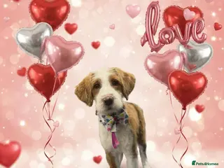 Mixed Breed dogs COCKERPOO MIX PUPPY Female - Advert 17