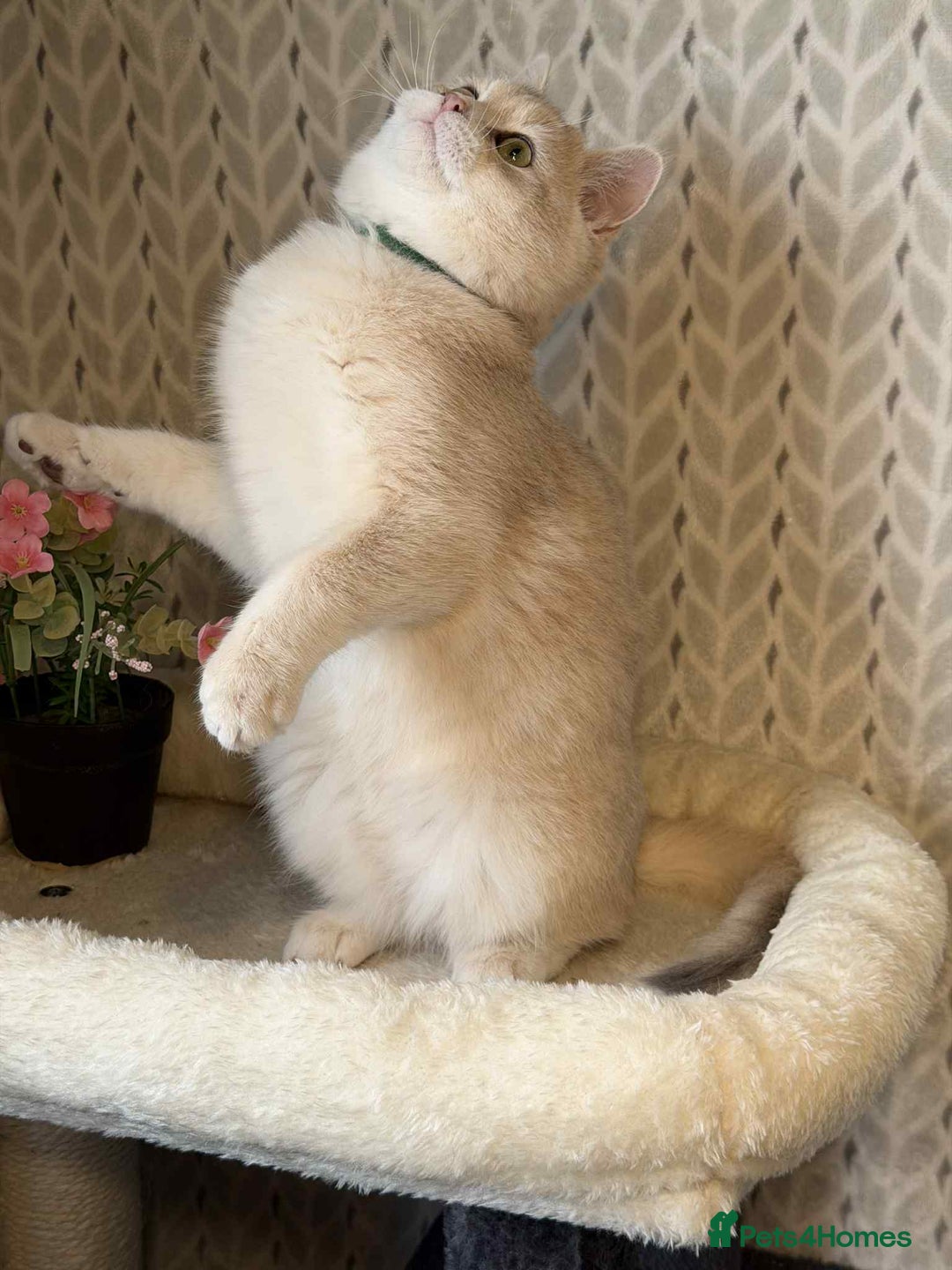 British Shorthair cats for sale: ⭐️TICA chunky golden BRITISH SHORTHAIR  - Advert 6