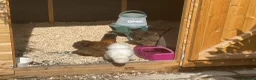 Chickens poultry for sale: White silkies - Advert 2