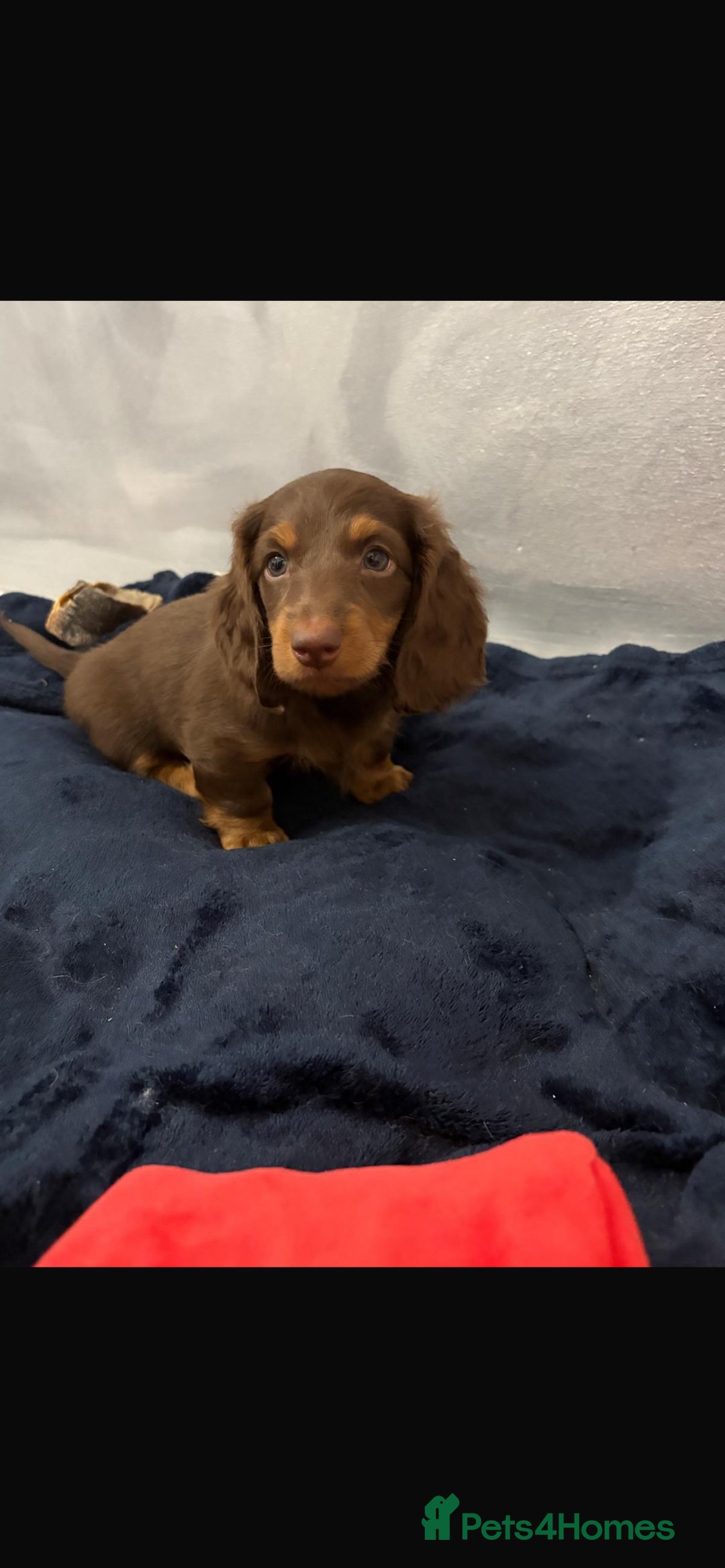 Miniature Dachshund dogs for sale: PRICE REDUCED Cute long hair chocolate dachshunds  - Advert 28