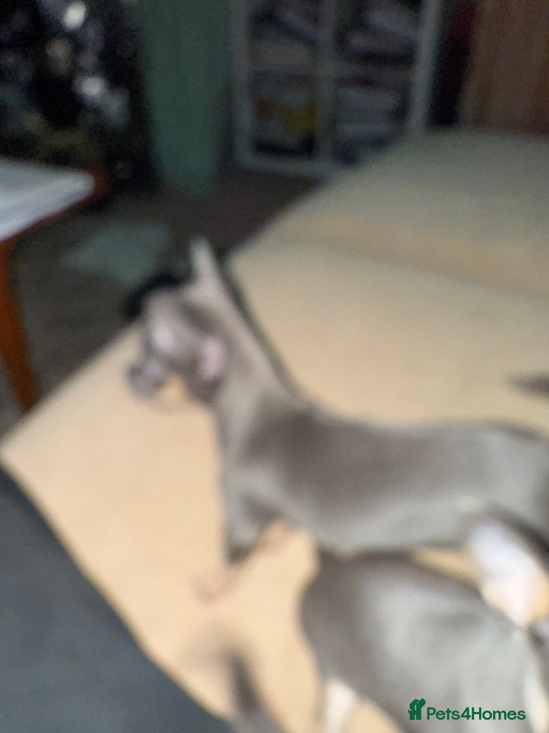 Chihuahua dogs for sale: Sensational KC blue Chihuahua ( smooth ) pups  - Advert 4