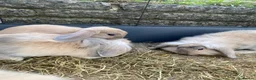 Mixed Breed rabbits for sale: 🐰 9 Rabbits for Sale – 11 Weeks Old 🐇 in Exeter - Advert 9
