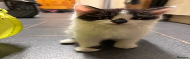 Smudge