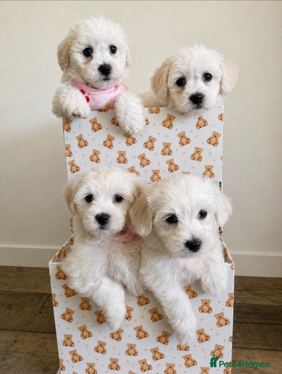 Mixed Breed dogs Beautiful teddy bear Maltese pups ready to leave  - Advert 13