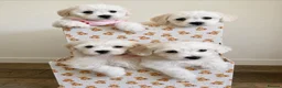 Mixed Breed dogs for sale: Last girl 🩷 coton de Tular x Maltese  - Advert 9