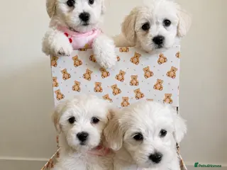 Mixed Breed dogs Beautiful teddy bear Maltese pups ready to leave - Advert 13