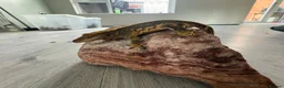 Gecko reptiles for sale: Crested geckos  - Advert 7