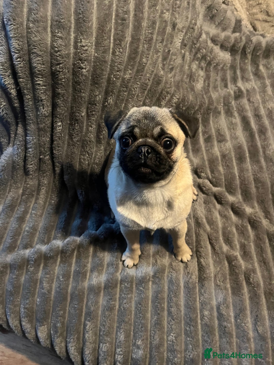 Pug dogs for sale: Lovable friendly Pug looking for her 5 star home  - Advert 6