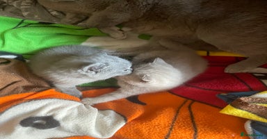 British Shorthair cats in Sheffield - Advert 6