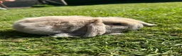 Mini Lop rabbits for sale: Mini lop female  - Advert 4