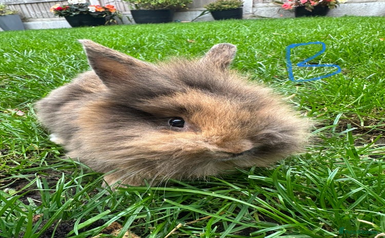 Lionhead rabbits - Advert 10
