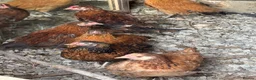 Chickens poultry for sale: Mixed hybrid chickens  - Advert 4