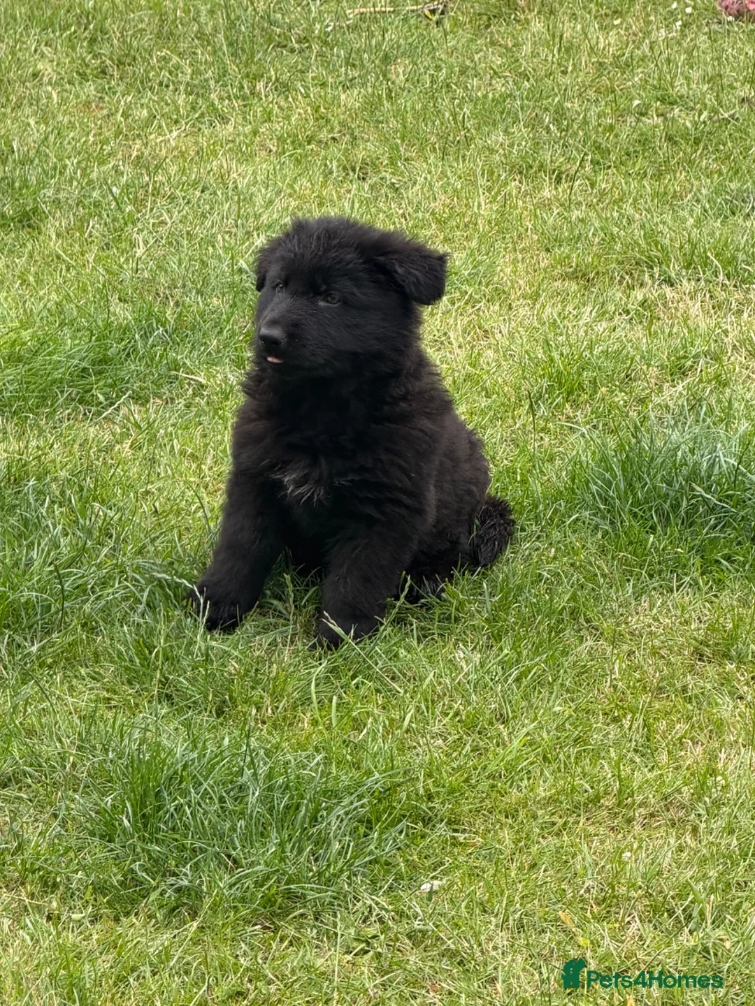 German Shepherd dogs for sale: German shepherd puppies READY NOW - Advert 1