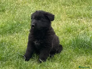 German Shepherd dogs German shepherd puppies READY NOW - Advert 3
