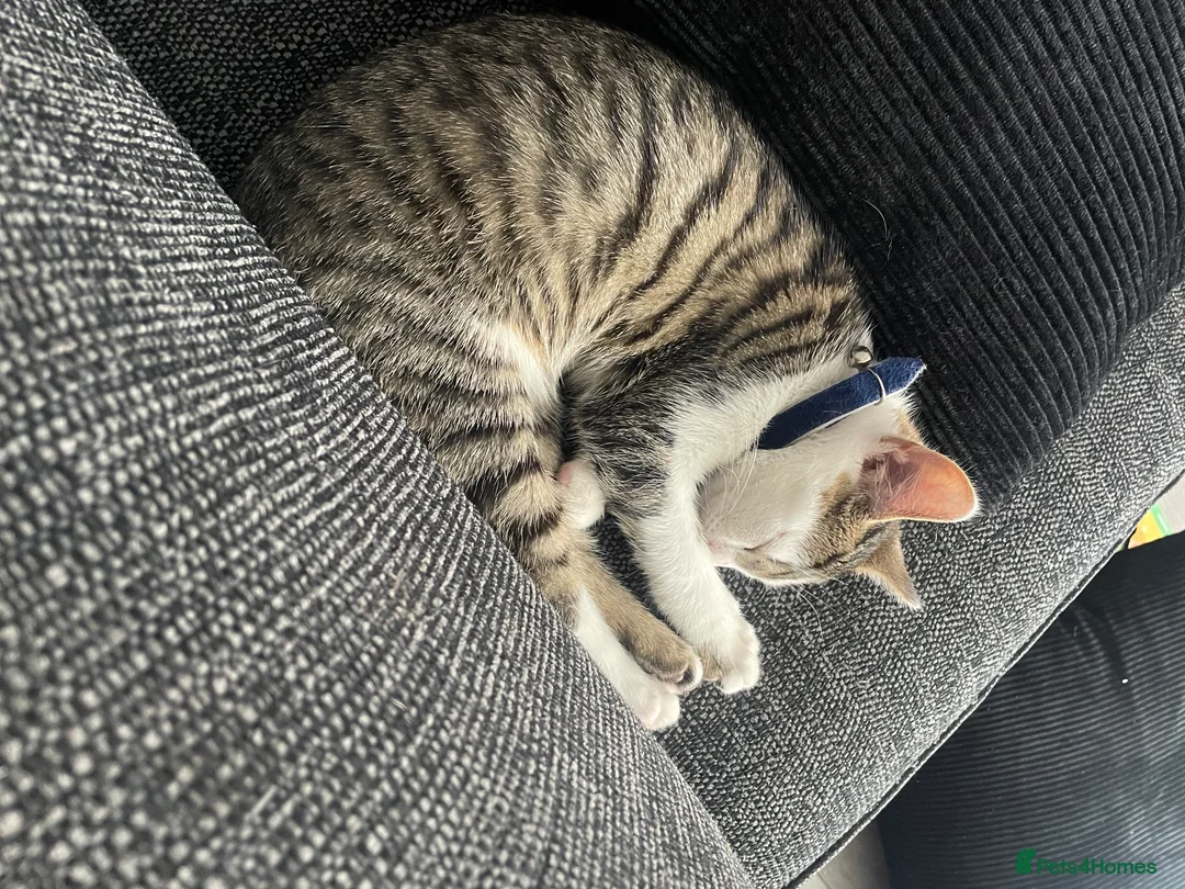 Mixed Breed cats for sale: Kitten for sale  - Advert 2