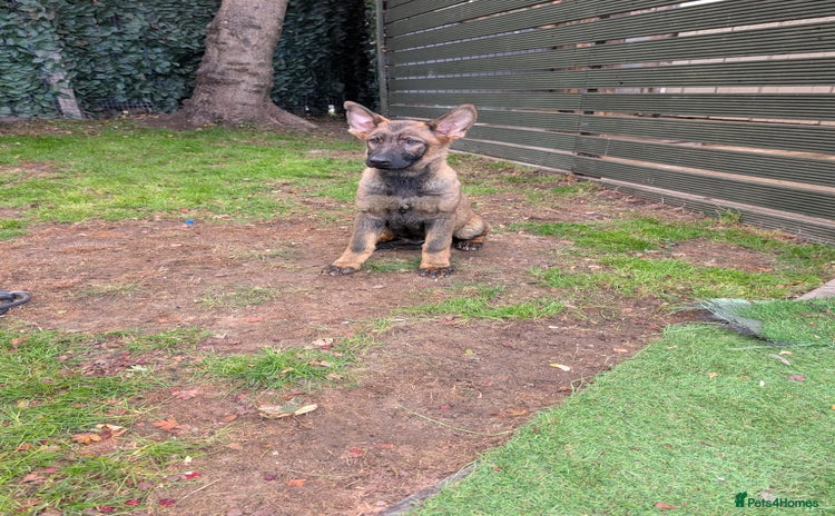 German Shepherd dogs - Advert 1