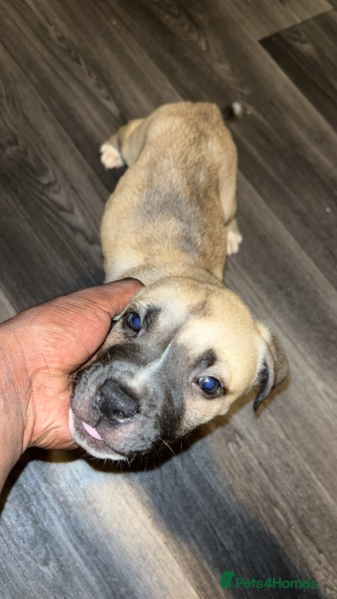 Mixed Breed dogs for sale: American Bull Mastiff - Image 1