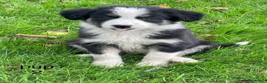 Border Collie 2