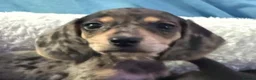Dachshund dogs for sale: Beautiful black and cream puppies available  - Advert 5