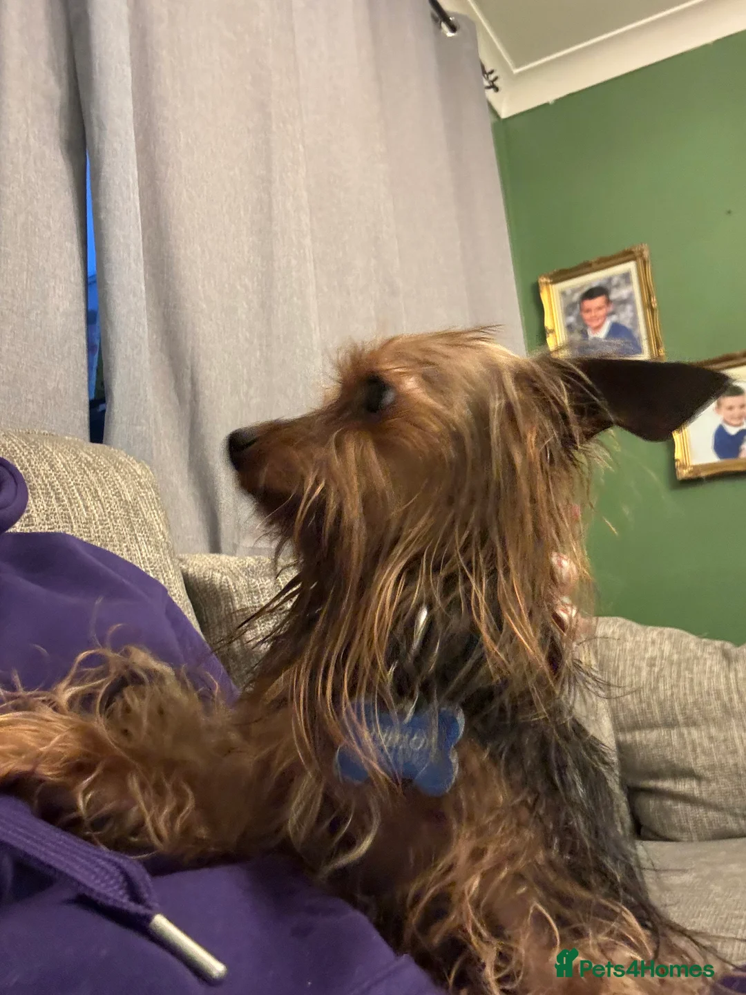 Yorkshire Terrier dogs for sale: Miniature male Yorkshire terrier (junior)  - Advert 5