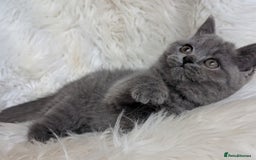 British Shorthair cats for sale: Amazing loving British shorthair kittens  - Image 24