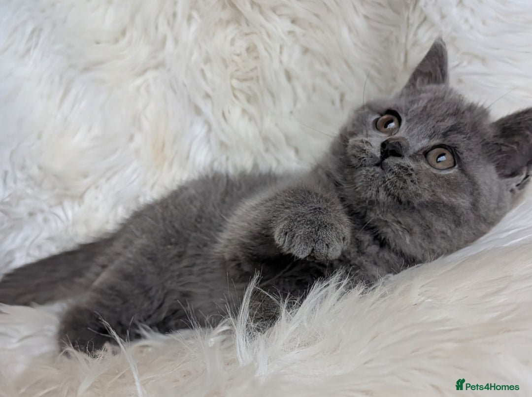 British Shorthair cats for sale: Amazing loving British shorthair kittens  - Image 24