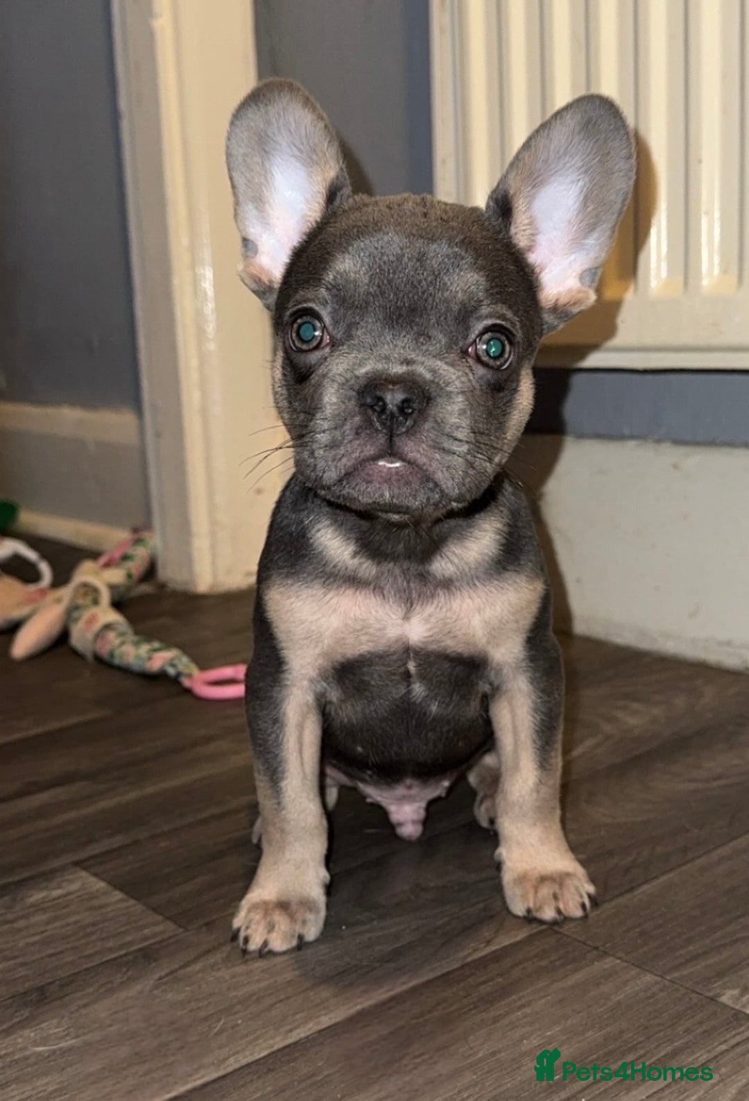 French Bulldog dogs for sale: REDUCED! French Bulldog puppies - Advert 2
