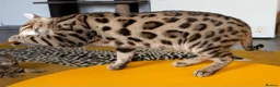 Bengal cats for sale: Striking Brown Rosetted Boy  - Advert 5