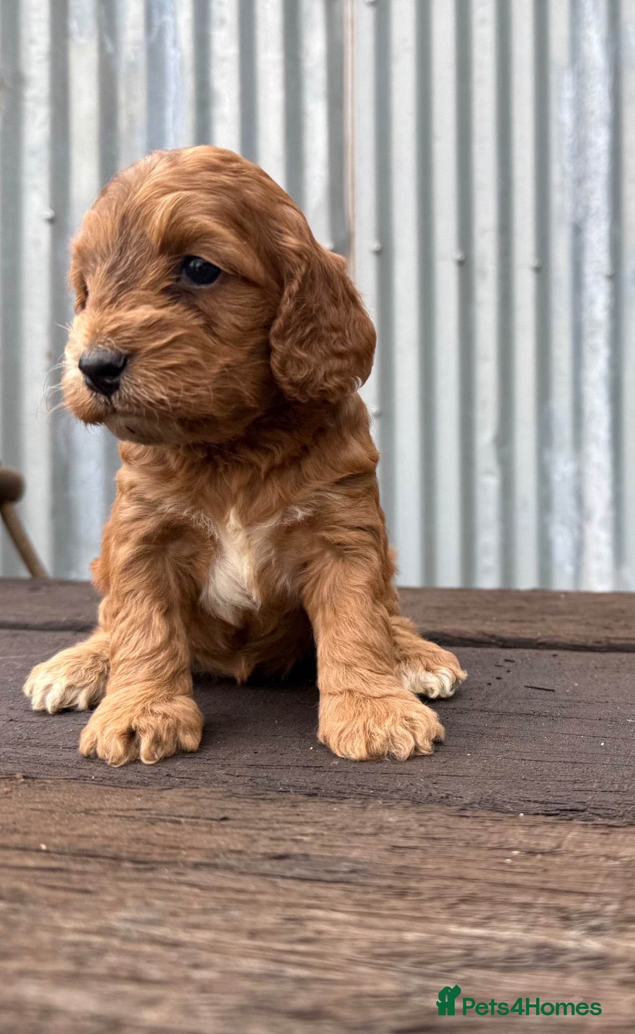 Cockapoo dogs DNA CLEAR Dark Fox red F1 toy / show cocker - Advert 1
