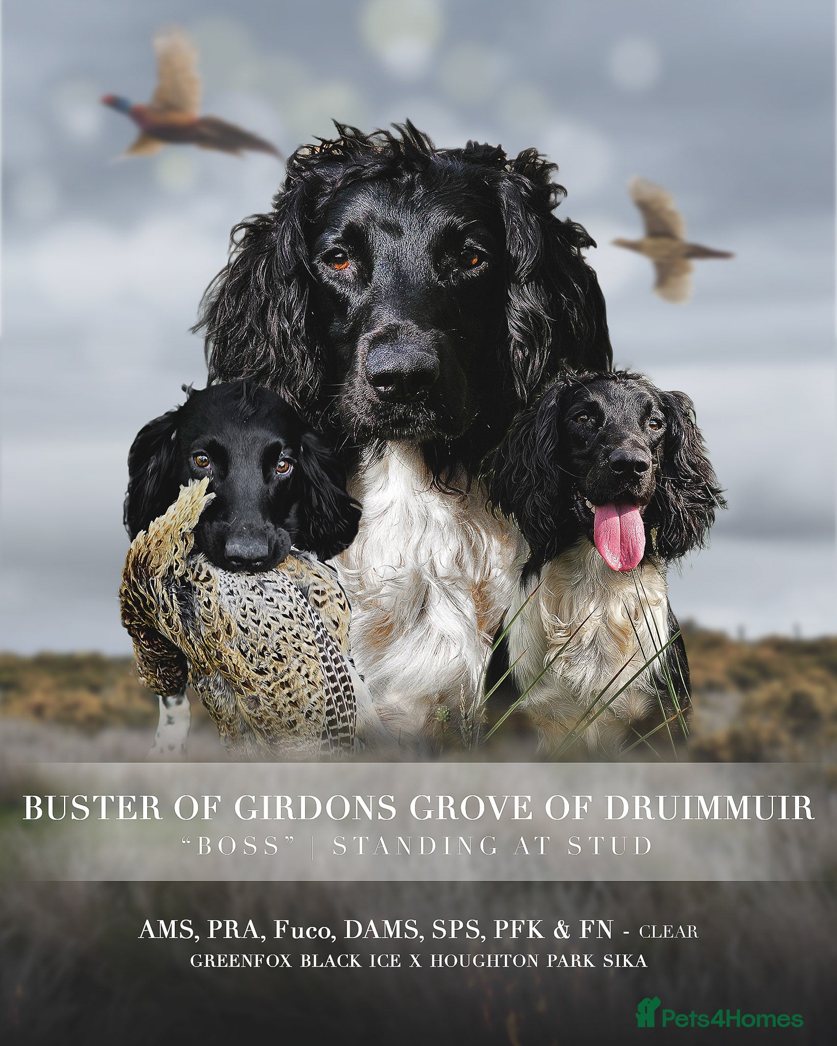 English Springer Spaniel dogs BW Springer Stud Dog  in Alford - Advert 3