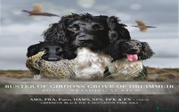 English Springer Spaniel dogs for stud: BW Springer Stud Dog  in Alford - Image 1